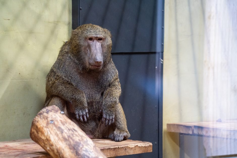 Pirmųjų Zoologijos sodo lankytojų įspūdžiai: gražu, tvarkinga, akį traukia egzotiniai gyvūnai