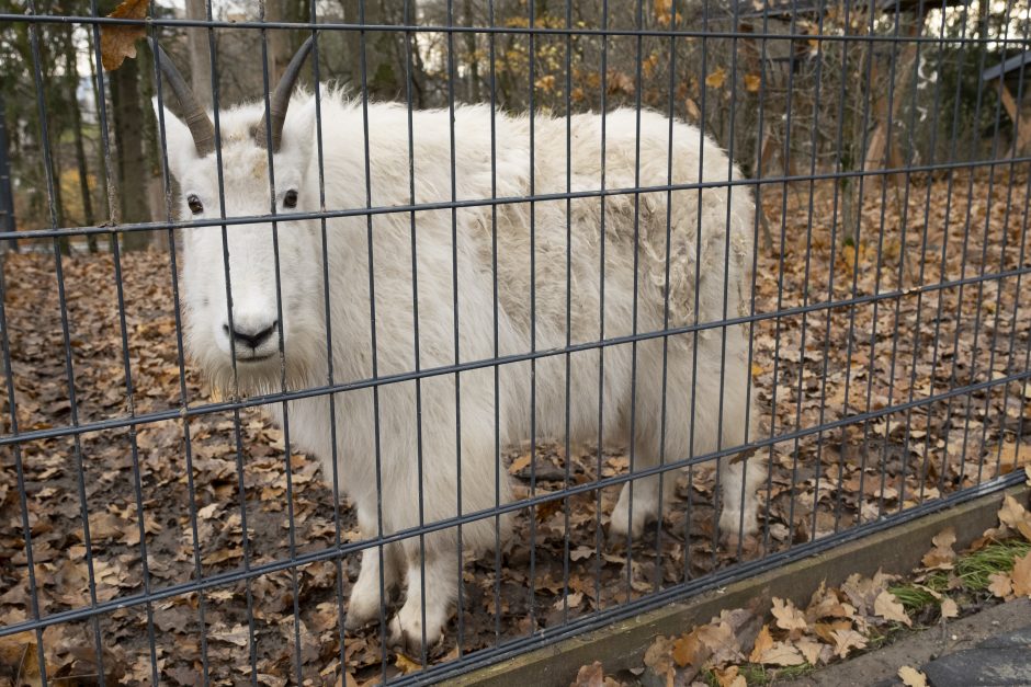 Lietuvos zoologijos sodas – vėl atviras: laukia nauji gyvūnai ir neatpažįstamai pasikeitusios erdvės