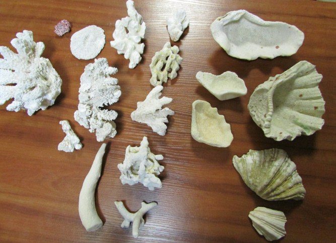 Iš Balio prisiminimui nelegaliai parsivežtas kriaukles konfiskavo muitinė