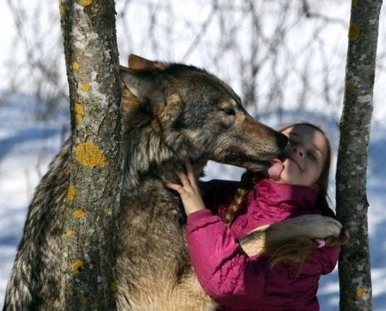 Baltarusių šeima prisijaukino vilkų šeimyną