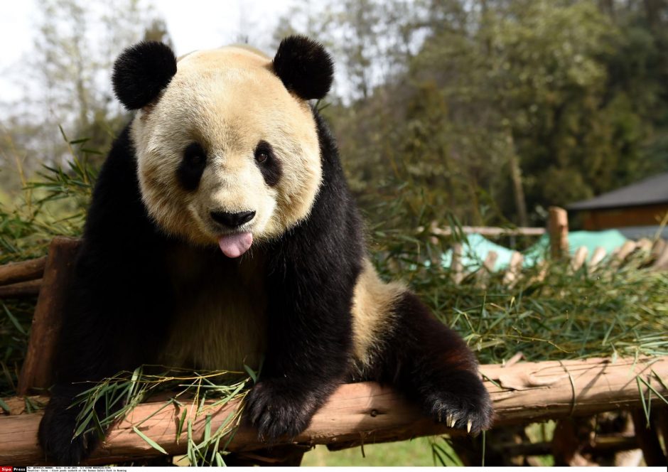 Kinijos laukinių pandų populiacija per dešimtmetį padidėjo beveik 17 proc.