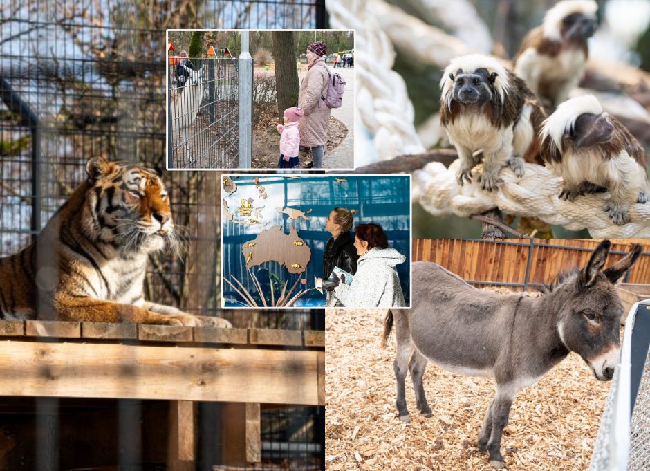 Pirmųjų Zoologijos sodo lankytojų įspūdžiai: gražu, tvarkinga, akį traukia egzotiniai gyvūnai