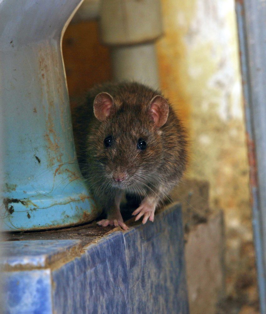 Kaip apsaugoti namus nuo pelių ir žiurkių?