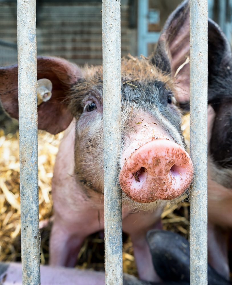 Iranas sunerimo dėl kiaulių maro Lietuvoje