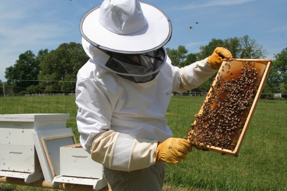 Bites apniko pavojingas kenkėjas