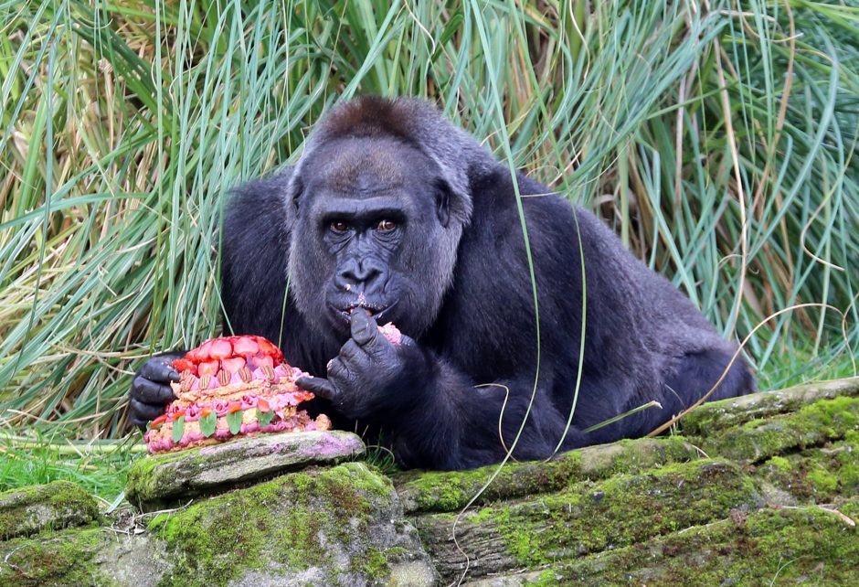 Londono zoologijos sodo „mergaitiška“ gorila švenčia 40-ąjį gimtadienį
