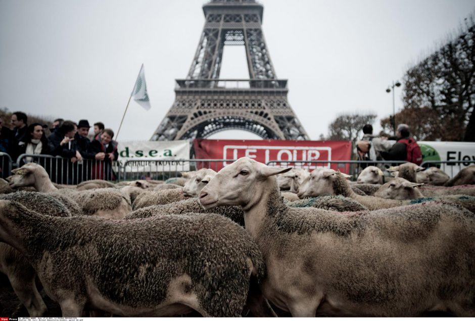 Prie Eifelio bokšto – ūkininkai ir avys