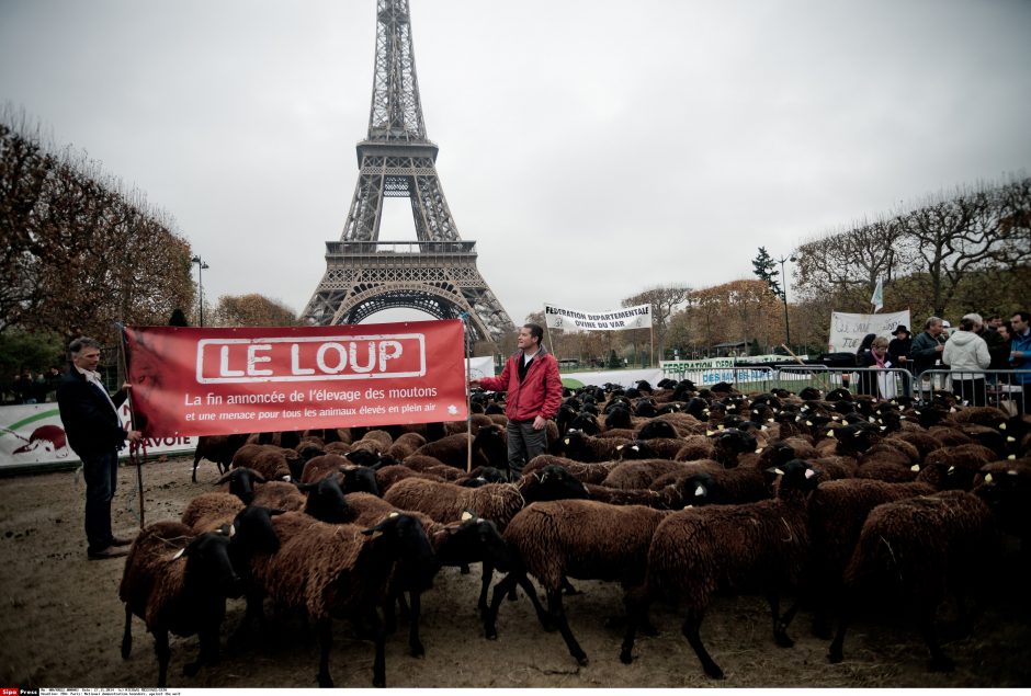 Prie Eifelio bokšto – ūkininkai ir avys