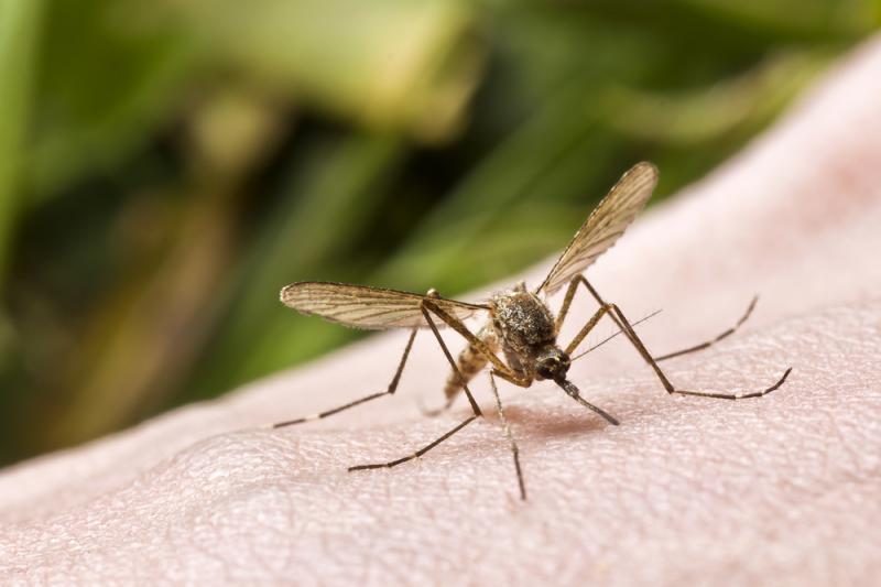 5-asis šiemet įvežtinės maliarijos atvejis – iš Madagaskaro
