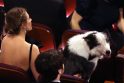 Pagerbimas: filme „Nuopuolio anatomija“ suvaidinęs šuo Messi „Oskarų“ apdovanojimų šventėje dalyvavo kaip visavertis renginio dalyvis.