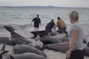 Vakarų Australijos paplūdimyje įstrigęs ant kranto nugaišo 51 banginis