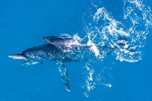 Islandija planuoja nuo 2024 metų nebemedžioti banginių