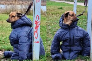 Šunį su žmogaus striuke pamatę internautai pašėlo: metų nuotrauka!