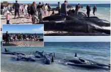 Pakrantėje rastas didžiulis skaičius banginių: žmonės sunerimę